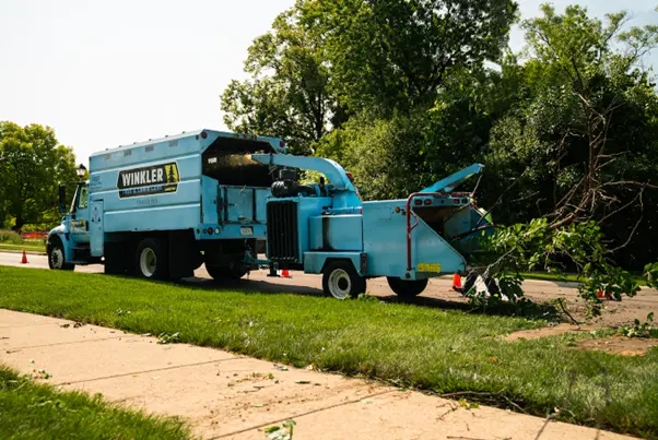 How to Find the Best Tree Company in Chicago