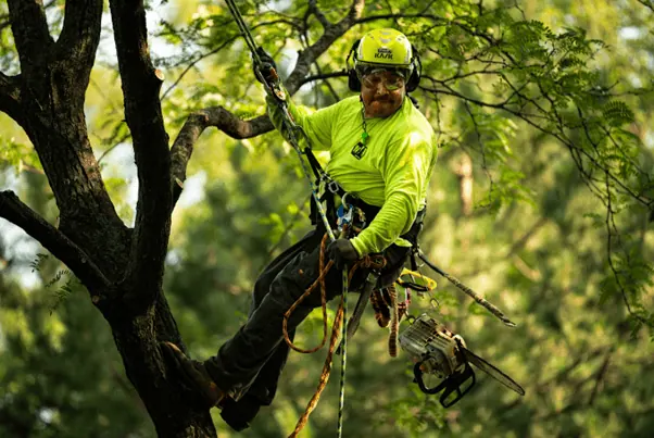 When Is the Best Time for Tree Trimming in Chicago