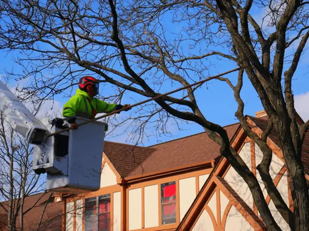 How to Prepare Your Trees for Spring Storm Season in Chicago