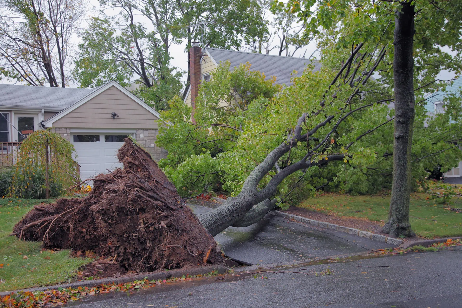 Storm damage tree service in Chicago IL with safe branch removal