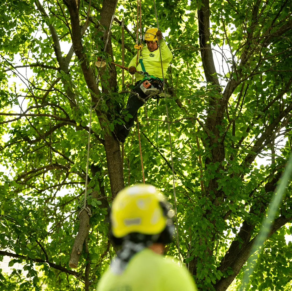 Tree trimming service in Chicago IL at a fair price