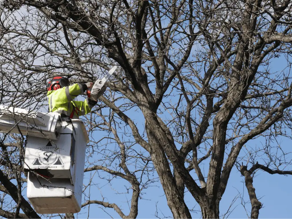 Birch tree trimming service in Chicago IL