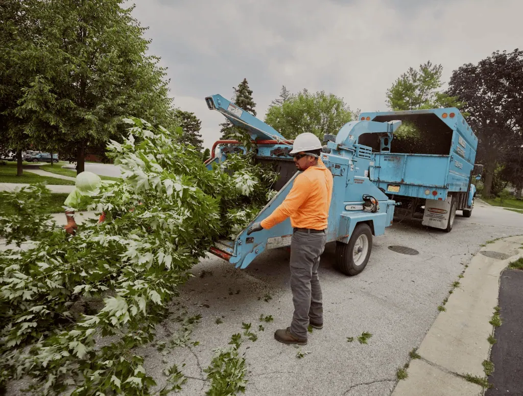 Tree trimming service for multiple trees in Chicago IL