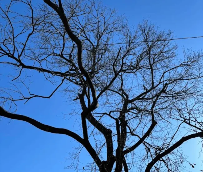 2025-12-09 03_52_48-Winkler Tree & Lawn Care - Google Maps - Vivaldi