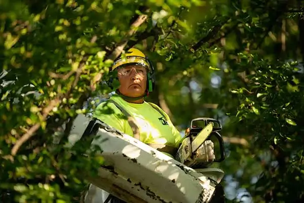 tree care company in Arlington Heights, Illinois; tree service in Arlington Heights; tree removal in Arlington Heights; tree trimming & pruning in Arlington Heights, Illinois