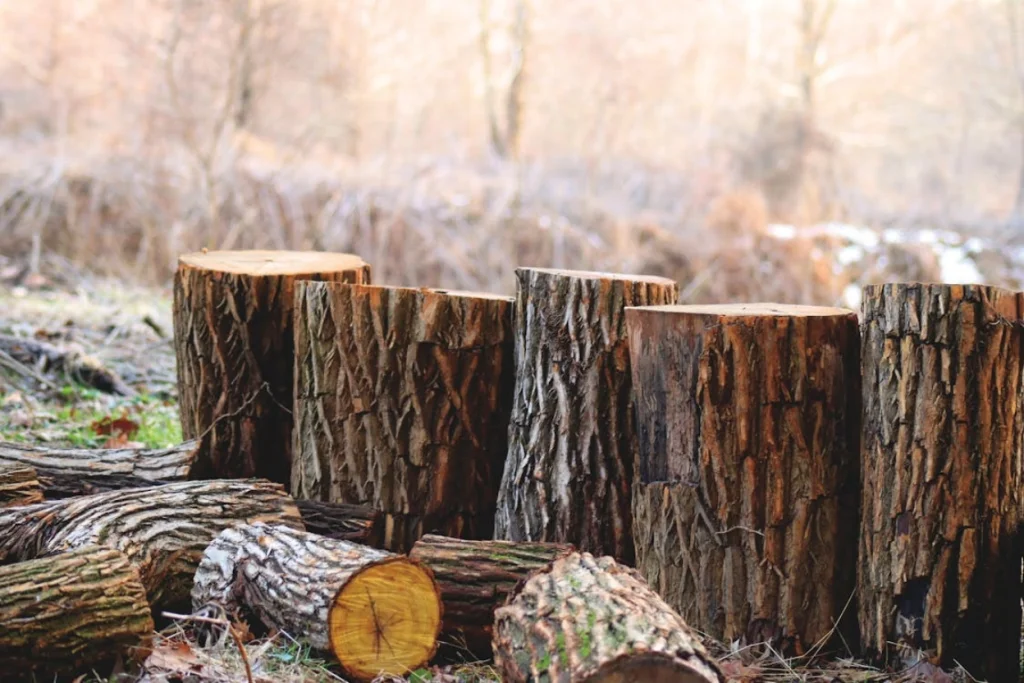 tree care; tree care in Deerfield; tree services in Deerfield